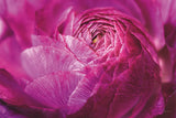 Ranunculus Abstract V Color by Laura Marshall. SKU 25282i. Archival Giclee Fine art print for wall decor.