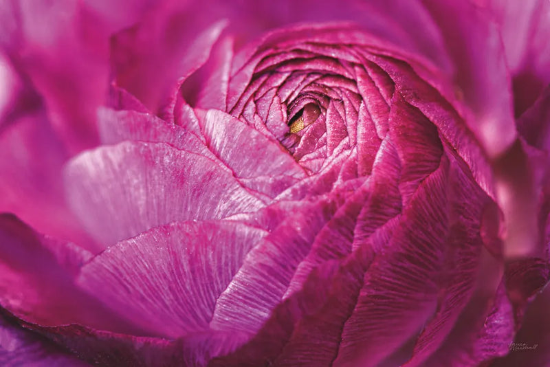 Ranunculus Abstract V Color by Laura Marshall. SKU 25282i. Archival Giclee Fine art print for wall decor.
