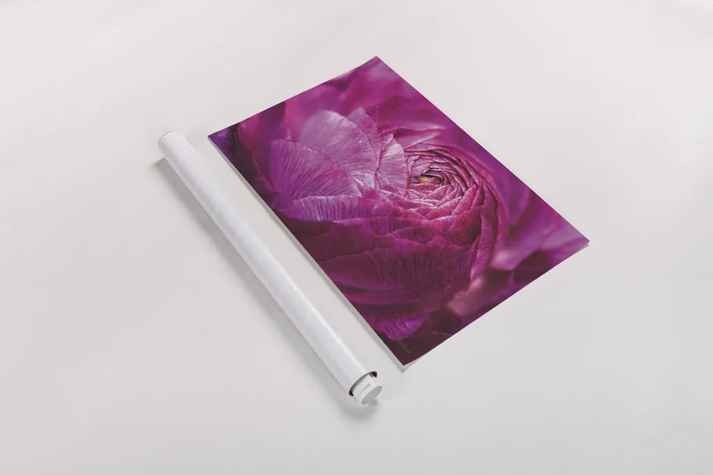 Ranunculus Abstract V Color by Laura Marshall. shown as a rolled paper print. Available as archival giclee rolled canvas, fine art paper, or poster print. SKU 25282i.