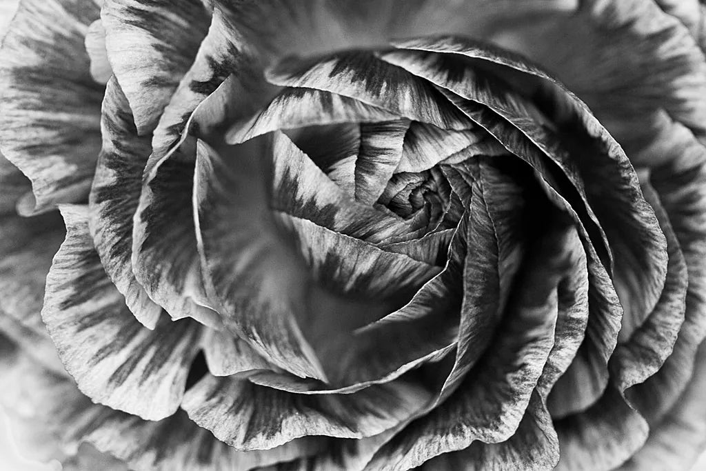 Ranunculus Abstract VI BW by Laura Marshall. SKU 25289i. Archival Giclee Fine art print for wall decor.