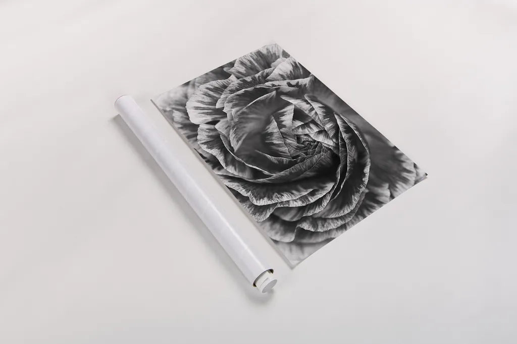 Ranunculus Abstract VI BW by Laura Marshall. shown as a rolled paper print. Available as archival giclee rolled canvas, fine art paper, or poster print. SKU 25289i.