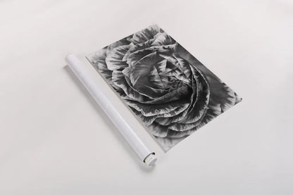 Ranunculus Abstract VI BW by Laura Marshall. shown as a rolled paper print. Available as archival giclee rolled canvas, fine art paper, or poster print. SKU 25289i.