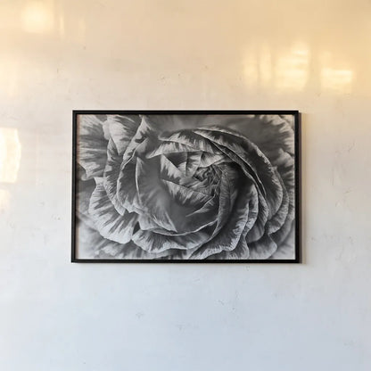 Ranunculus Abstract VI BW by Laura Marshall. shown as a paper print in a black flame. Available as a archival giclee rolled canvas, fine art paper, or poster print. SKU 25289i.