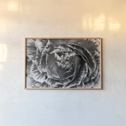 Ranunculus Abstract VI BW by Laura Marshall. shown as a paper print in a natural frame. Available as a archival giclee rolled canvas, fine art paper, or poster print. SKU 25289i.