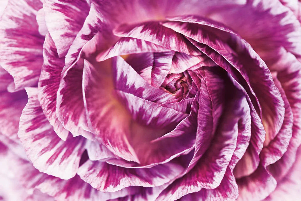 Ranunculus Abstract VI Color by Laura Marshall. SKU 25283i. Archival Giclee Fine art print for wall decor.