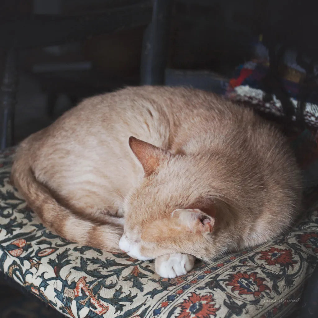 Sleepy Afternoon by Laura Marshall. SKU 38779a. Archival Giclee Fine art print for wall decor.