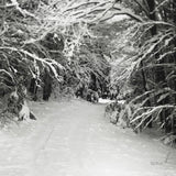 Snowed In by Laura Marshall. SKU 34168a. Archival Giclee Fine art print for wall decor.