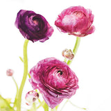 Spring Ranunculus I by Laura Marshall. SKU 25097a. Archival Giclee Fine art print for wall decor.