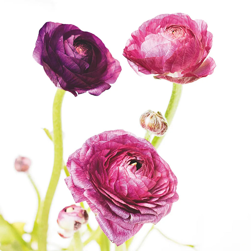 Spring Ranunculus I by Laura Marshall. SKU 25097a. Archival Giclee Fine art print for wall decor.