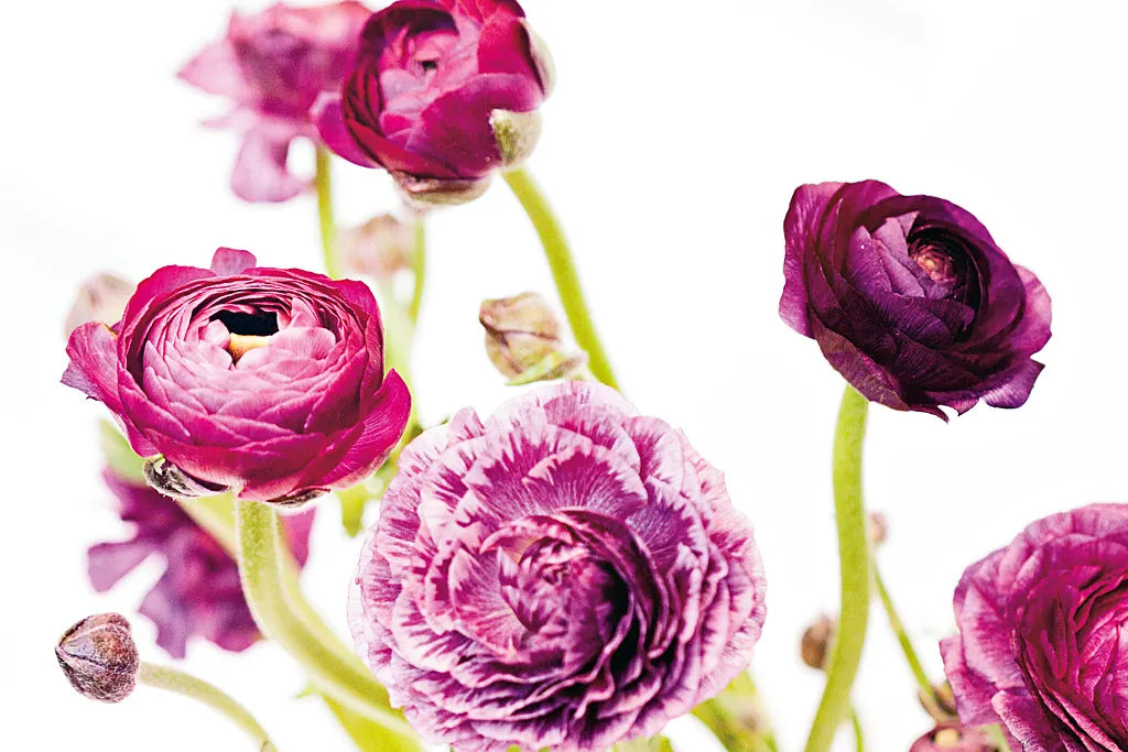 Spring Ranunculus IV by Laura Marshall. SKU 25100i. Archival Giclee Fine art print for wall decor.