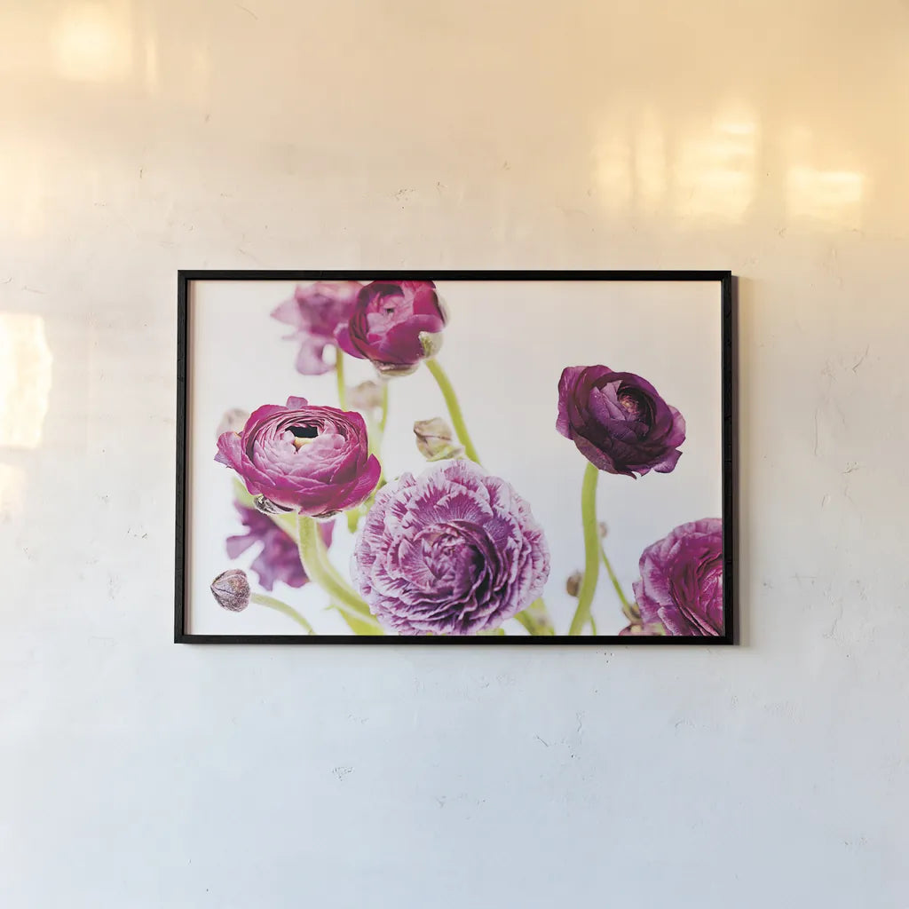 Spring Ranunculus IV by Laura Marshall. shown as a paper print in a black flame. Available as a archival giclee rolled canvas, fine art paper, or poster print. SKU 25100i.