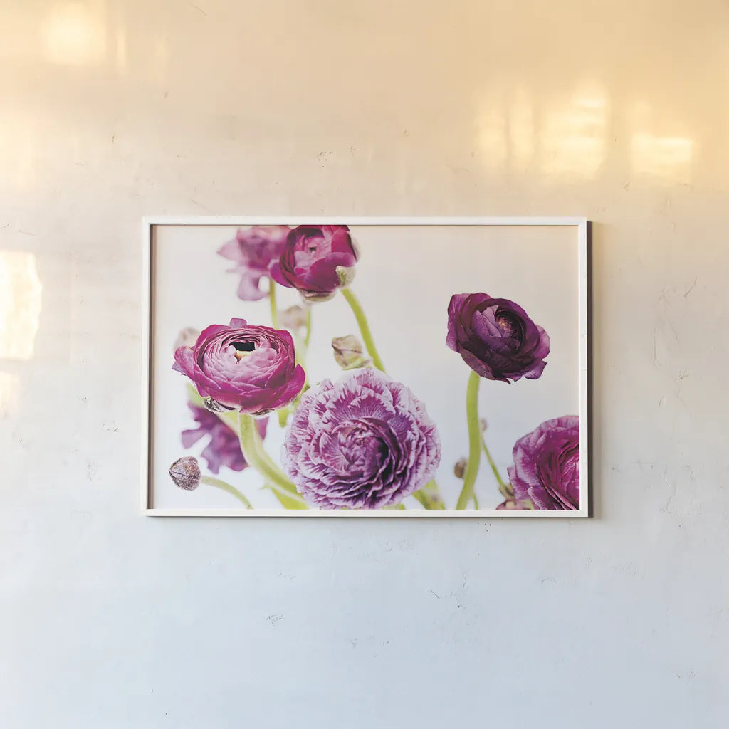 Spring Ranunculus IV by Laura Marshall. shown as a paper print in a white frame. Available as a archival giclee rolled canvas, fine art paper, or poster print. SKU 25100i.