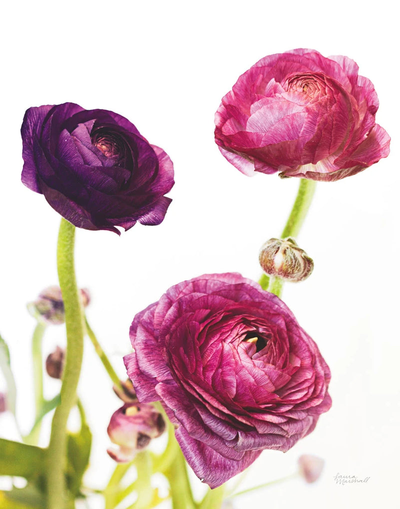 Spring Ranunculus V by Laura Marshall