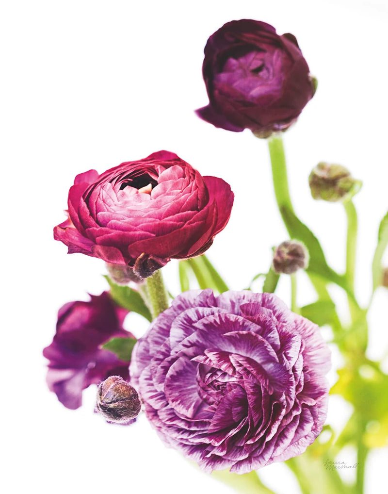 Spring Ranunculus VI by Laura Marshall