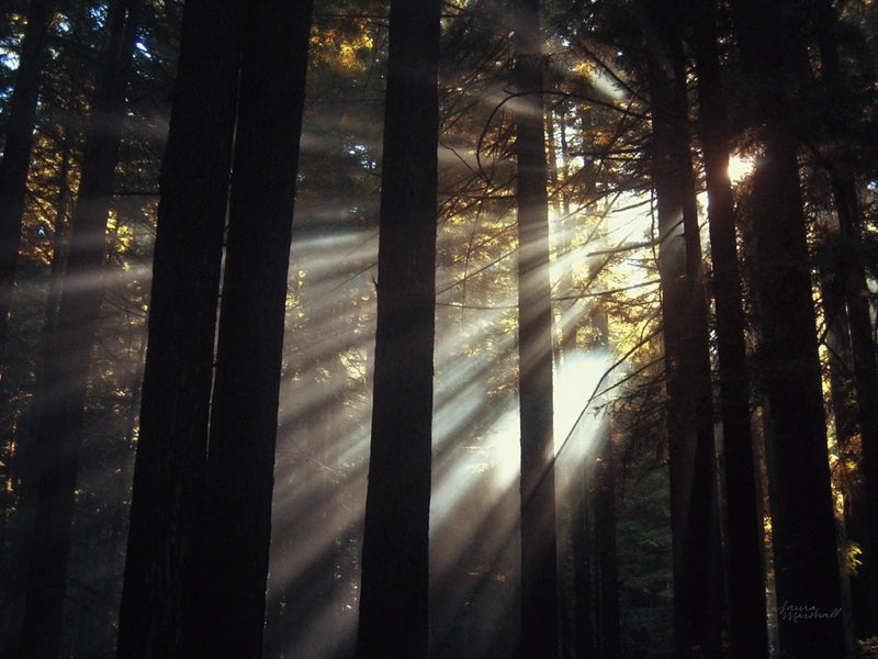 Sunlight Through the Woods II by Laura Marshall