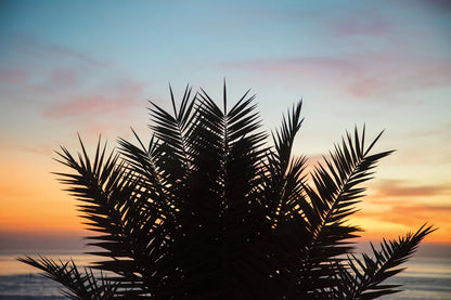 Sunset Palms II by Laura Marshall. SKU 42852i. Archival Giclee Fine art print for wall decor.