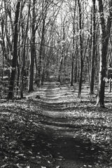 Through the Woods by Laura Marshall. SKU 17700h. Archival Giclee Fine art print for wall decor.