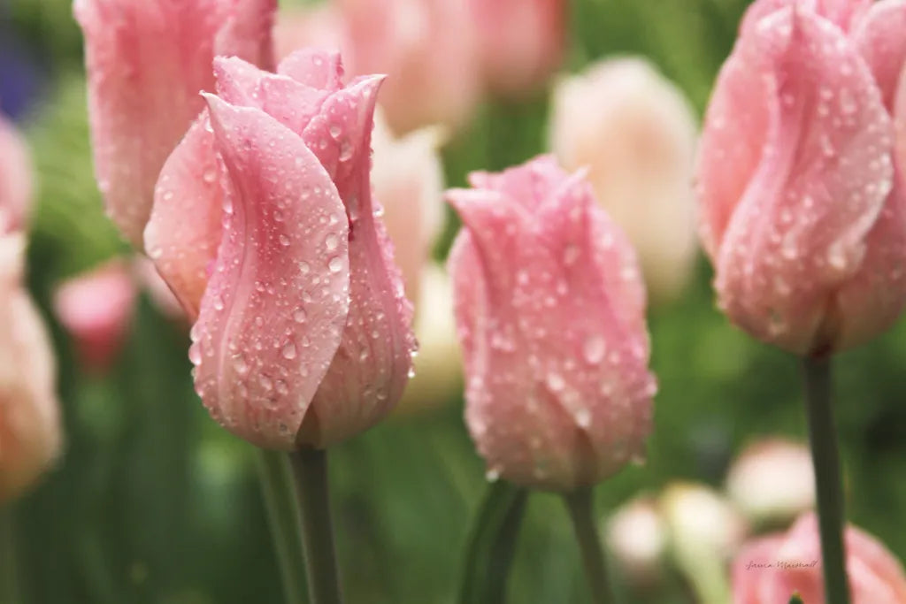 Tulips after the Rain by Laura Marshall. SKU 17725i. Archival Giclee Fine art print for wall decor.