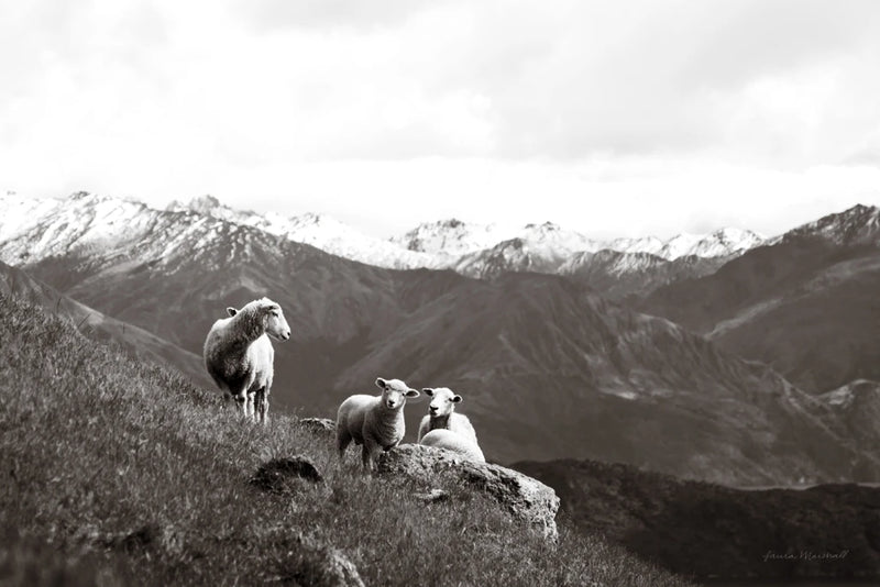 Wanaka Sheep I by Laura Marshall