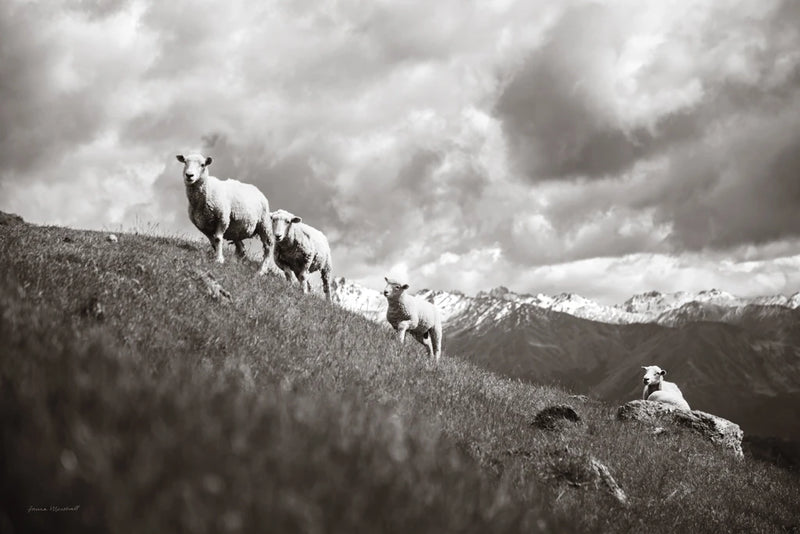 Wanaka Sheep II by Laura Marshall