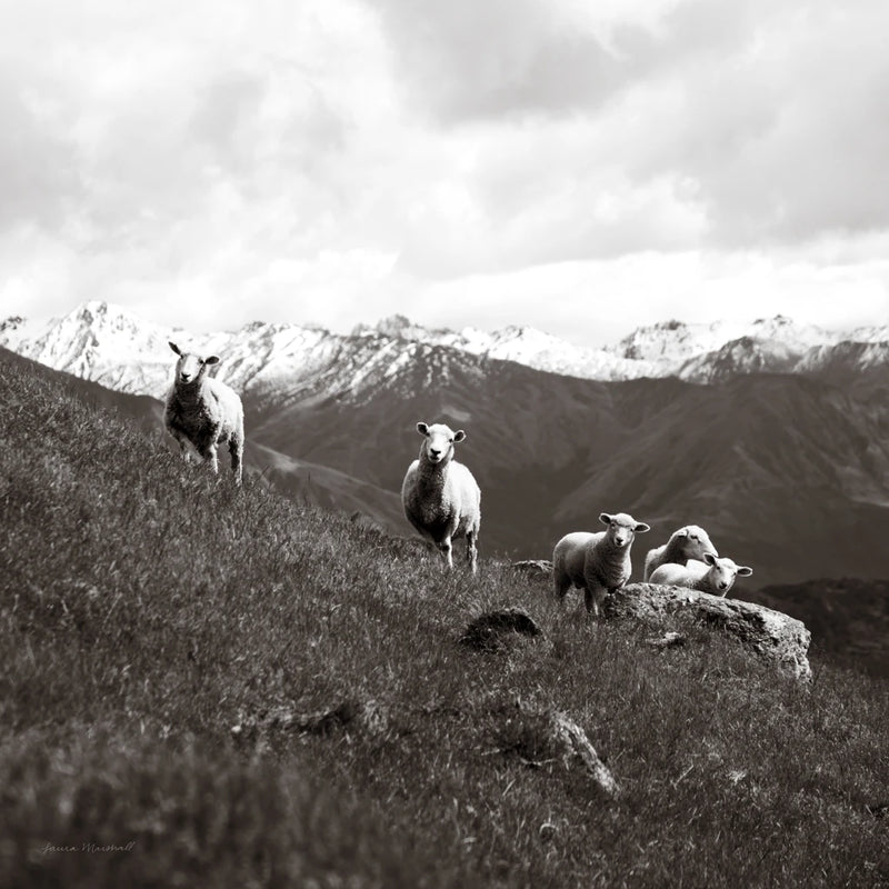Wanaka Sheep III by Laura Marshall