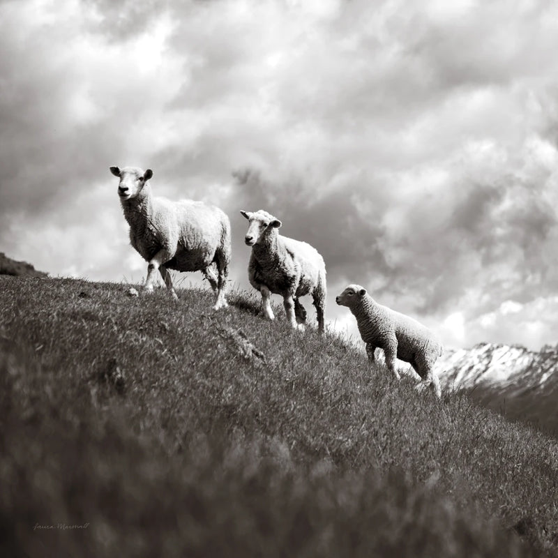Wanaka Sheep IV by Laura Marshall