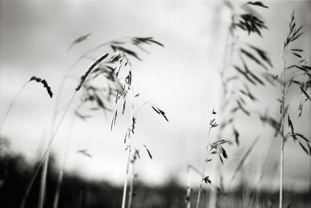 Windy Wheat Fields I by Laura Marshall. SKU 18265i. Archival Giclee Fine art print for wall decor.
