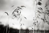 Windy Wheat Fields I by Laura Marshall. SKU 18265i. Archival Giclee Fine art print for wall decor.