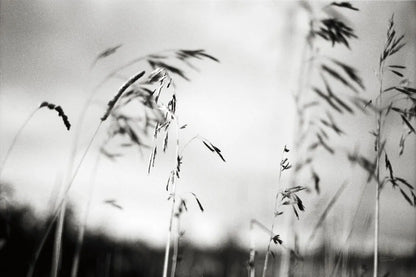 Windy Wheat Fields I by Laura Marshall. SKU 18265i. Archival Giclee Fine art print for wall decor.