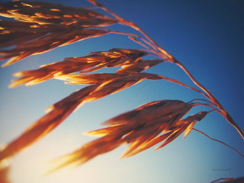 Windy Wheat Fields II by Laura Marshall