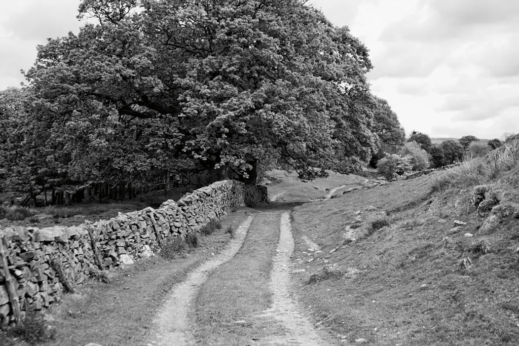 Wynlass Beck by Laura Marshall. SKU 64396i. Archival Giclee Fine art print for wall decor.