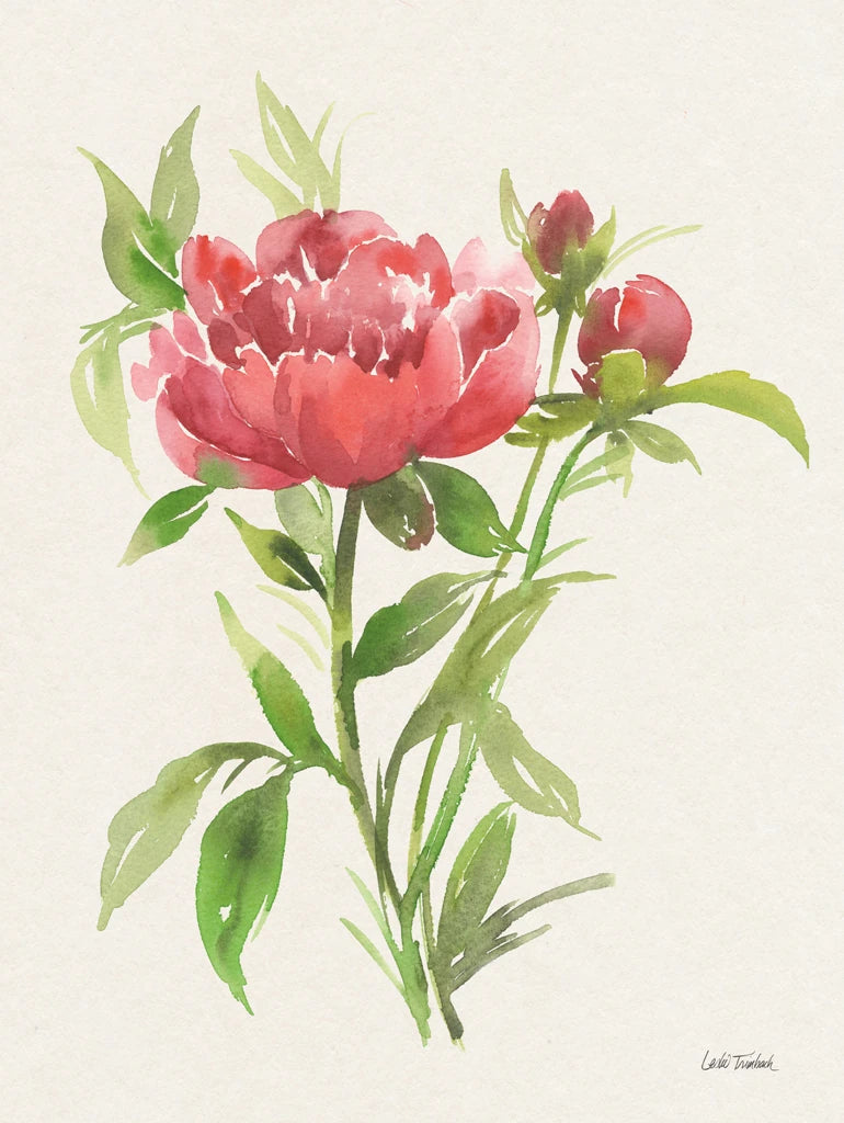 Peony I by Leslie Trimbach