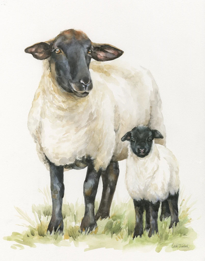 Sheep by Leslie Trimbach