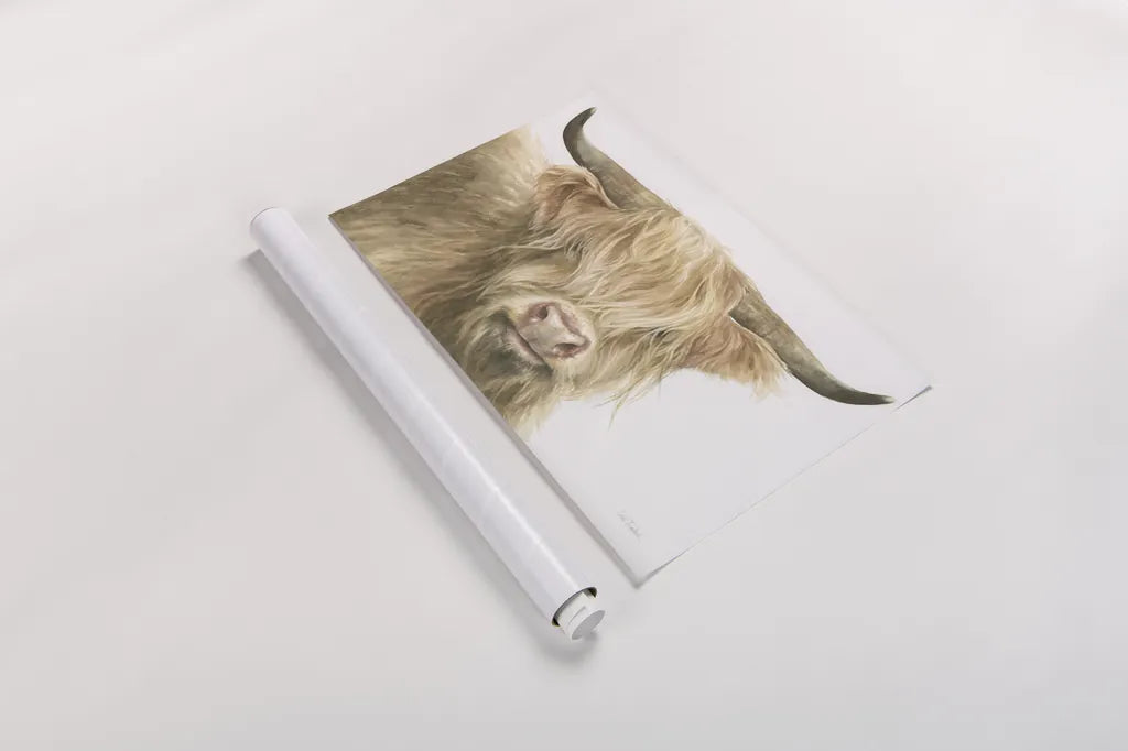 Shetland Cow by Leslie Trimbach. shown as a rolled paper print. Available as archival giclee rolled canvas, fine art paper, or poster print. SKU 84629i.