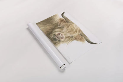 Shetland Cow by Leslie Trimbach. shown as a rolled paper print. Available as archival giclee rolled canvas, fine art paper, or poster print. SKU 84629i.