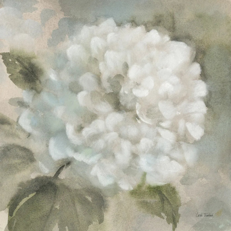 Soft Hydrangea by Leslie Trimbach. SKU 91150a. Archival Giclee Fine art print for wall decor.