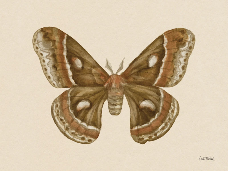 Spooky Halloween Moth I by Leslie Trimbach