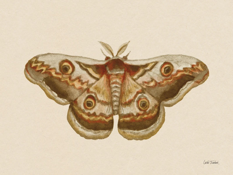 Spooky Halloween Moth II by Leslie Trimbach
