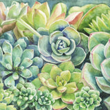 Succulents by Leslie Trimbach. SKU 83195a. Archival Giclee Fine art print for wall decor.