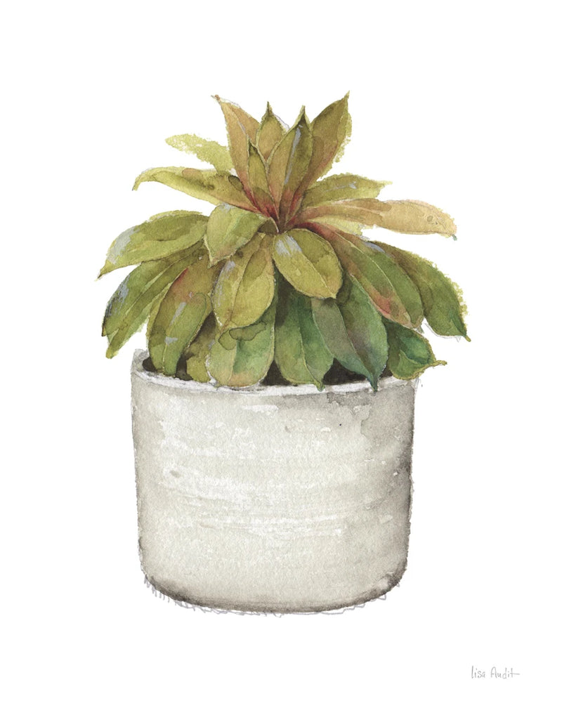 Mixed Greens Succulent III by Lisa Audit