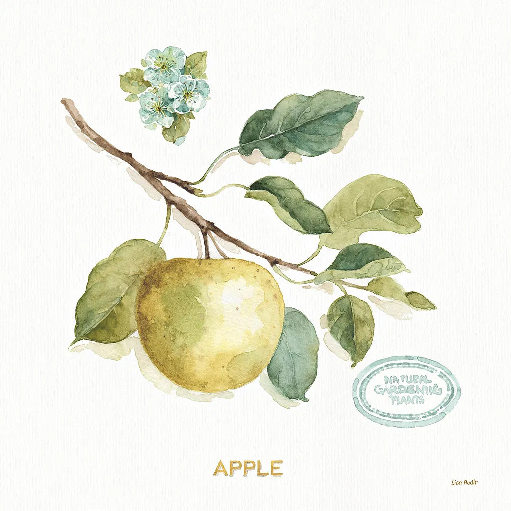 My Greenhouse Fruit IV by Lisa Audit. SKU 22225a. Archival Giclee Fine art print for wall decor.