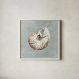 Sand and Seashells I by Lisa Audit. Shown in a crisp white glass frame for a clean and minimalist style. Available as an archival giclee rolled canvas, fine art paper, or poster print. SKU 16899a.