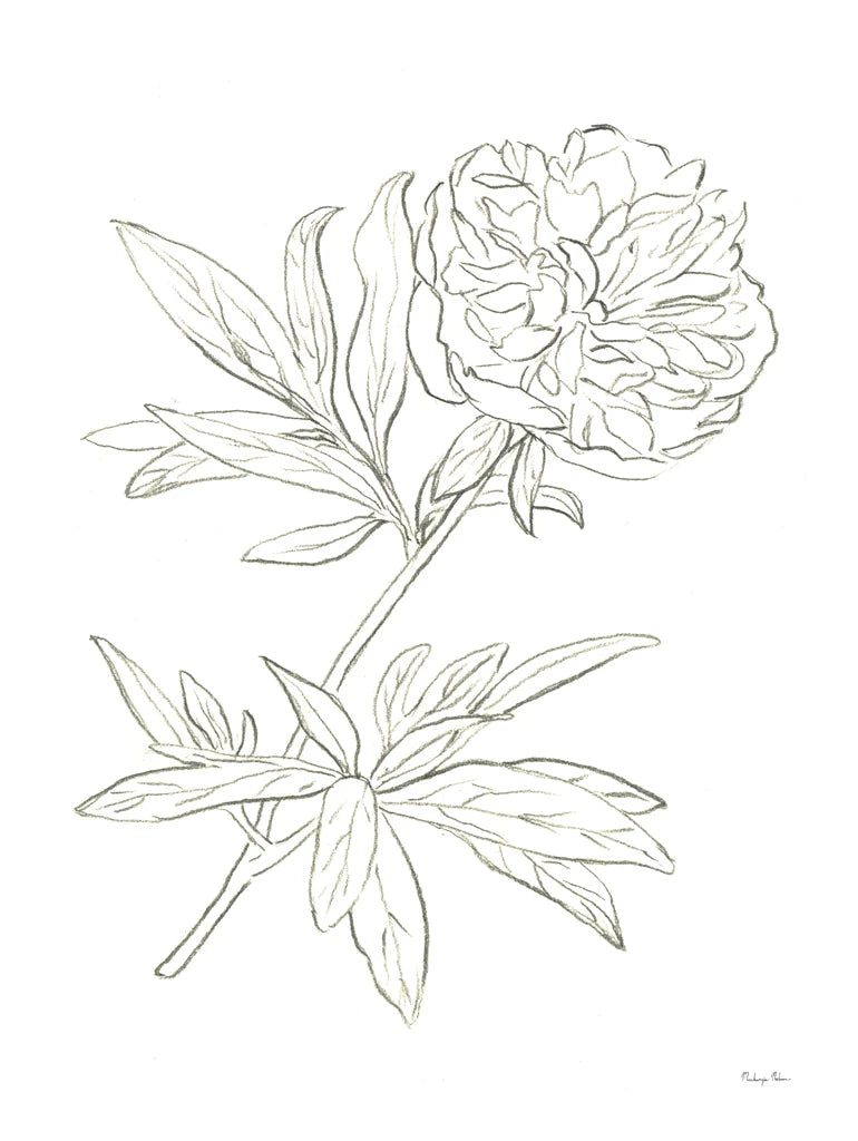 Peony Study by Mackenzie Nelson