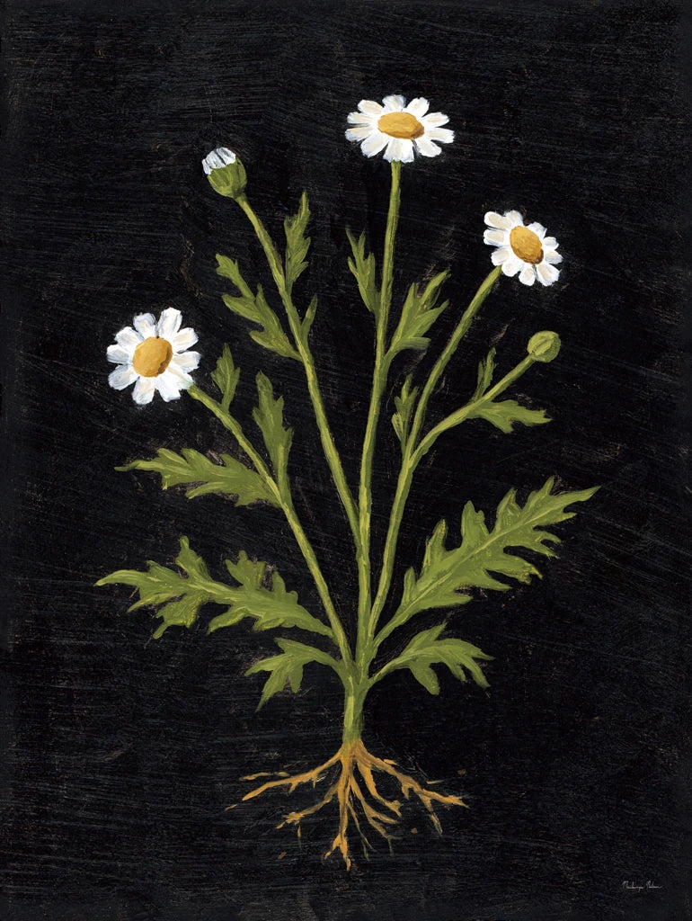 Vintage Chamomile by Mackenzie Nelson