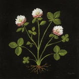 Vintage Clover by Mackenzie Nelson. SKU 103109a. Archival Giclee Fine art print for wall decor.
