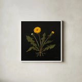 Vintage Dandelion by Mackenzie Nelson. Shown in a crisp white glass frame for a clean and minimalist style. Available as an archival giclee rolled canvas, fine art paper, or poster print. SKU 103110a.
