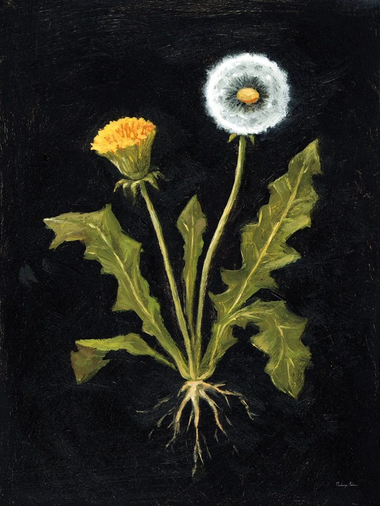 Vintage Dandelion by Mackenzie Nelson