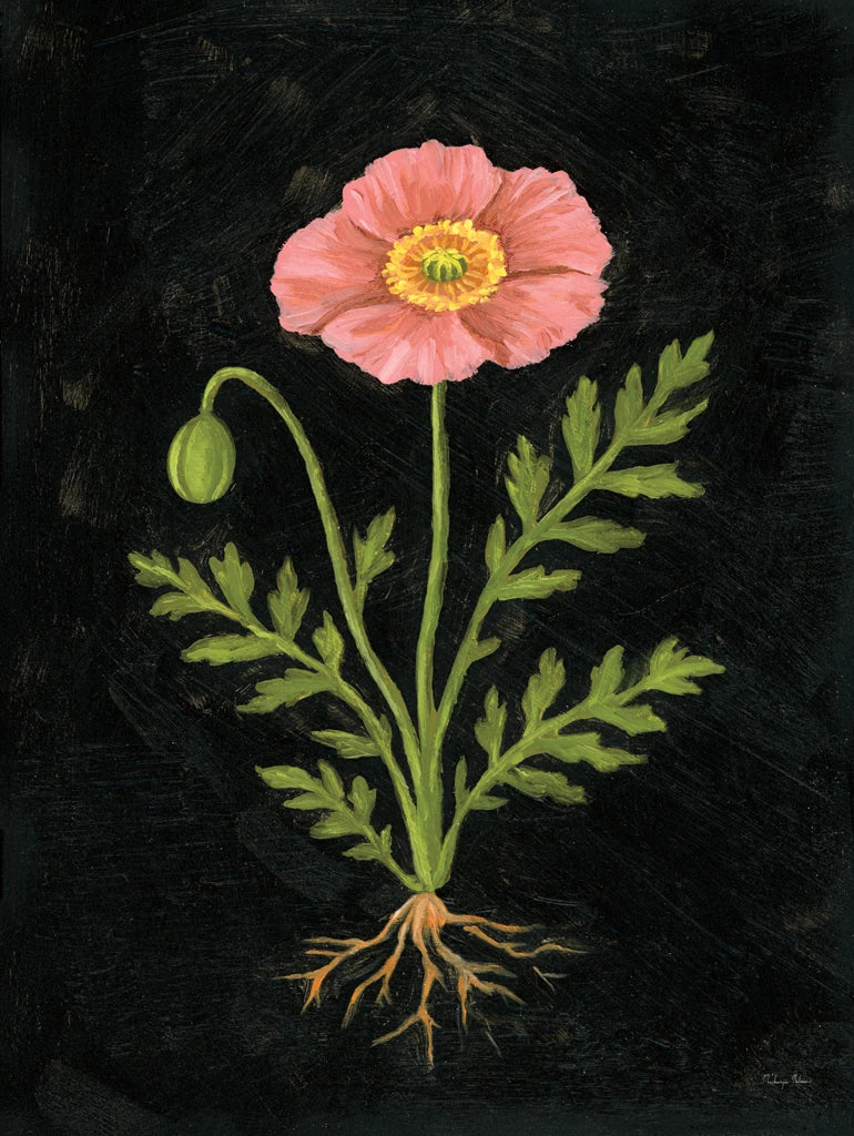 Vintage Poppy by Mackenzie Nelson