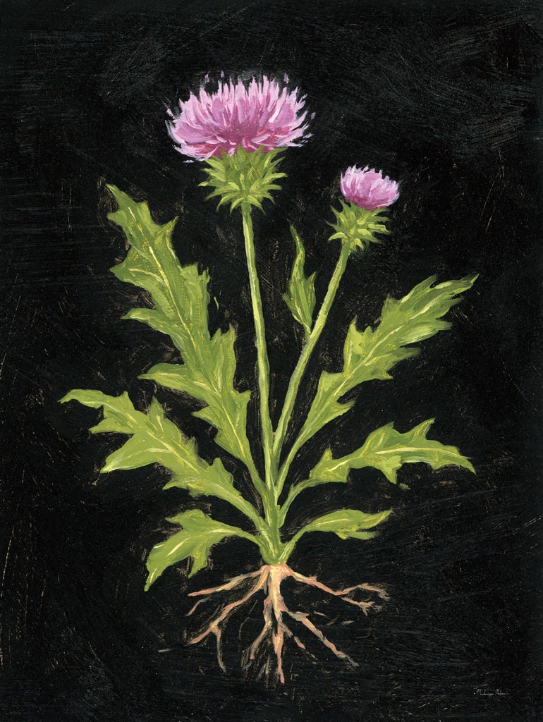 Vintage Thistle by Mackenzie Nelson
