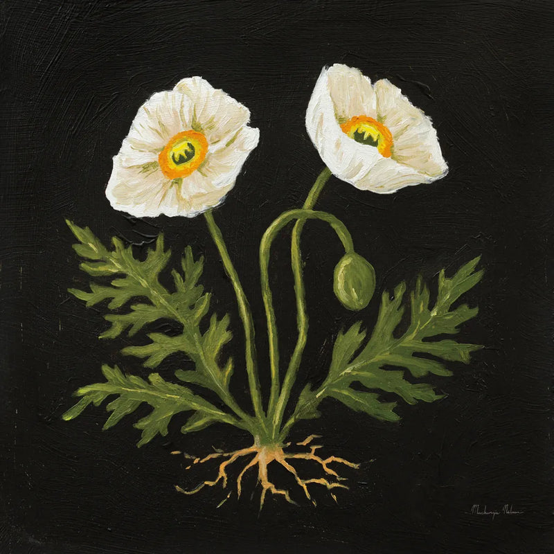 Vintage White Poppies by Mackenzie Nelson. SKU 103111a. Archival Giclee Fine art print for wall decor.